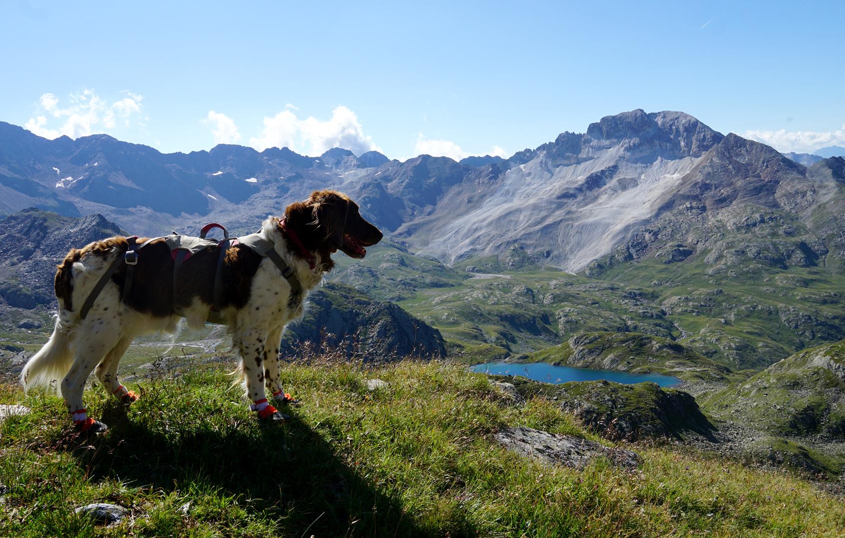 Hund Hofmannspitze