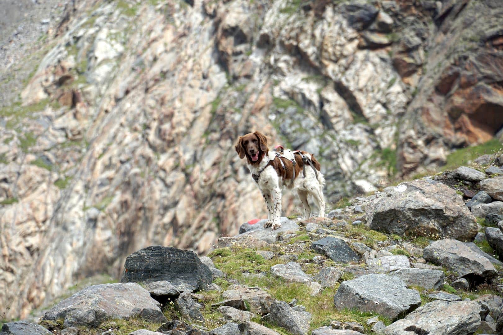 Hüttentour Hund