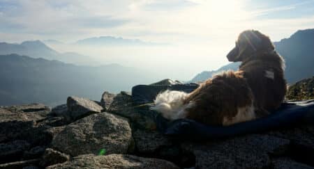 10 Hüttentouren mit Hund