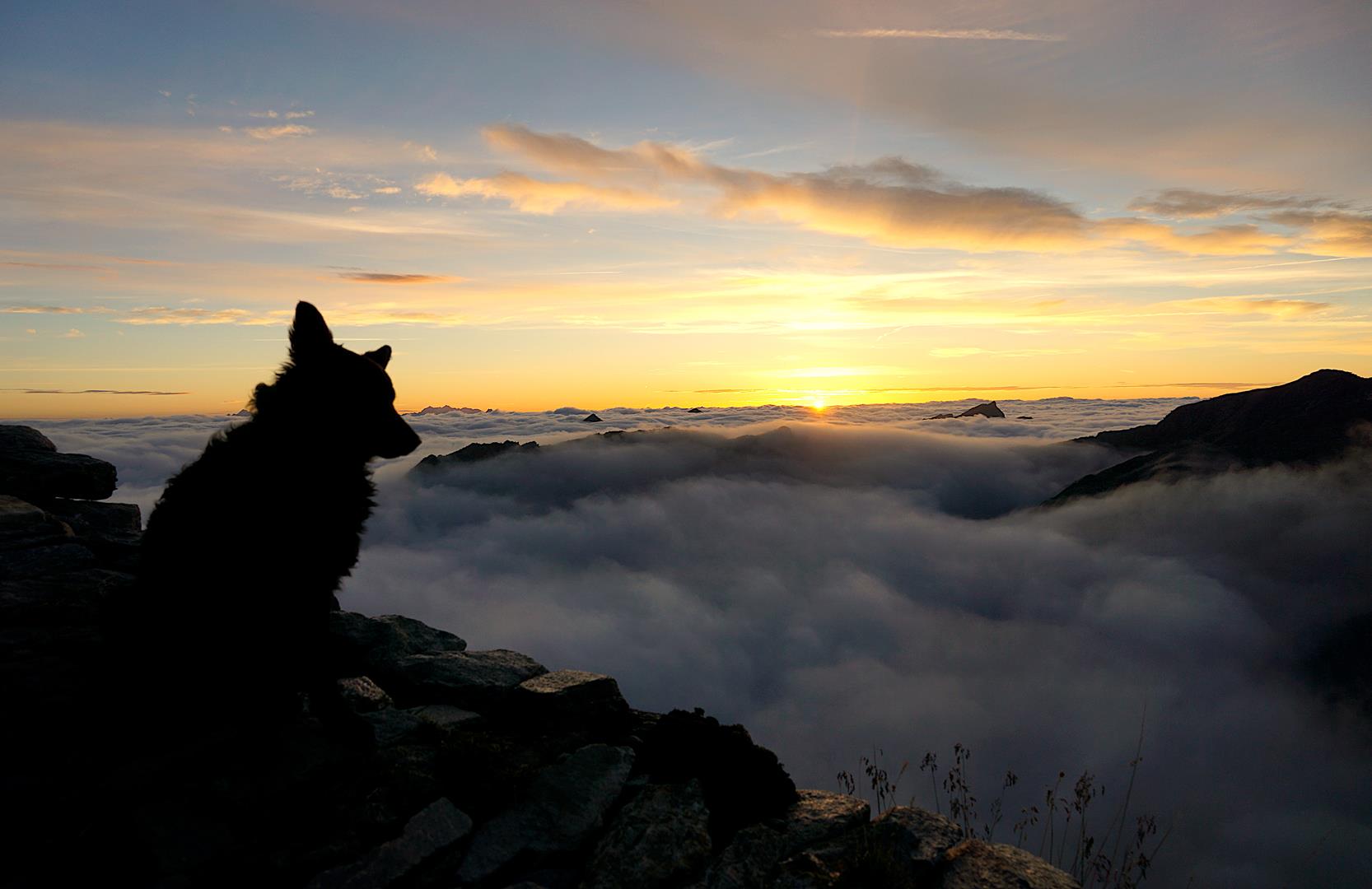 Hund