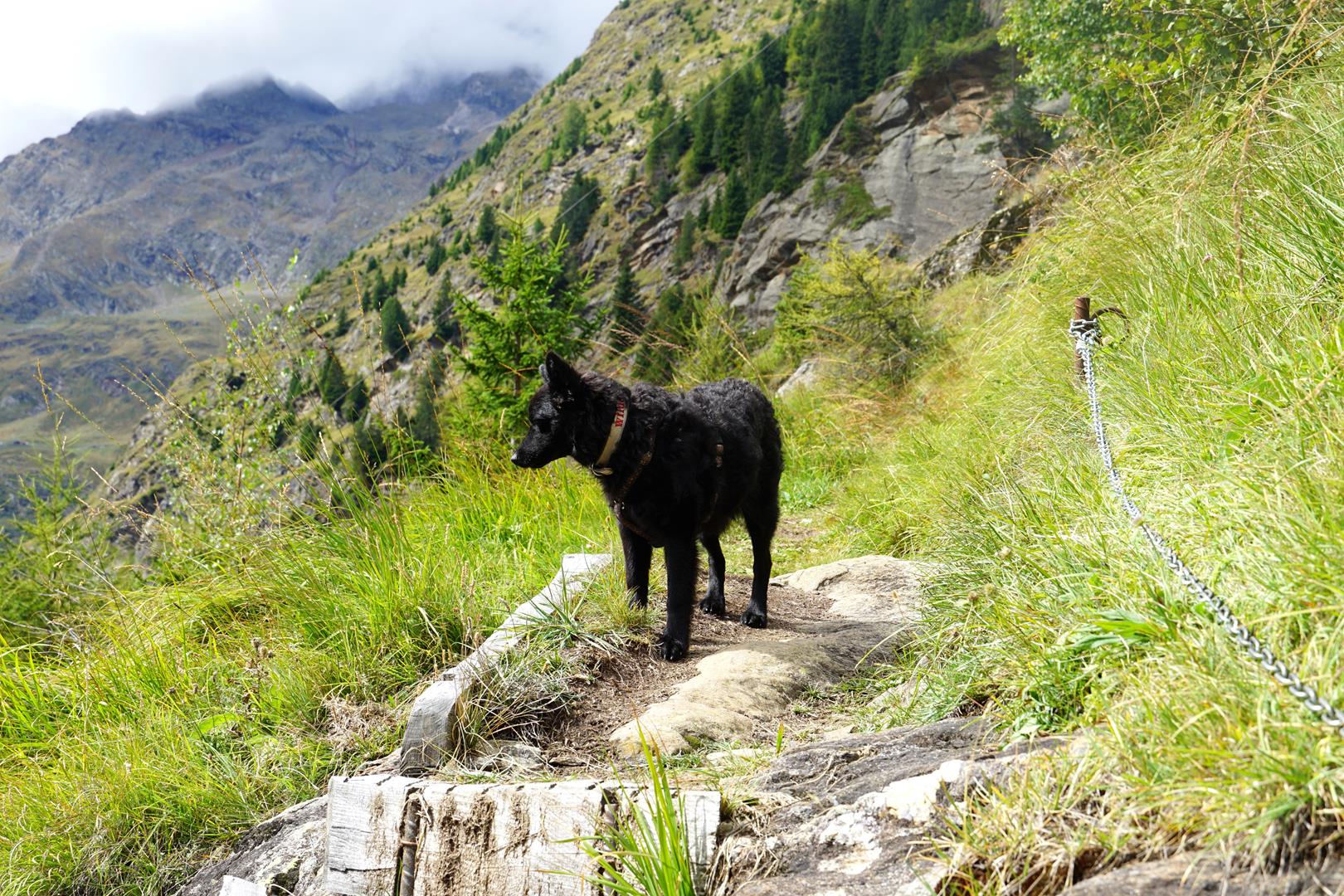 Hüttentour mit Hund Südtirol