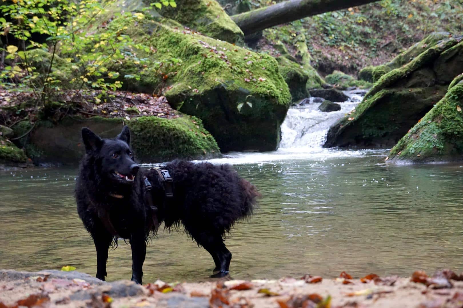 Mullerthal Trail mit Hund