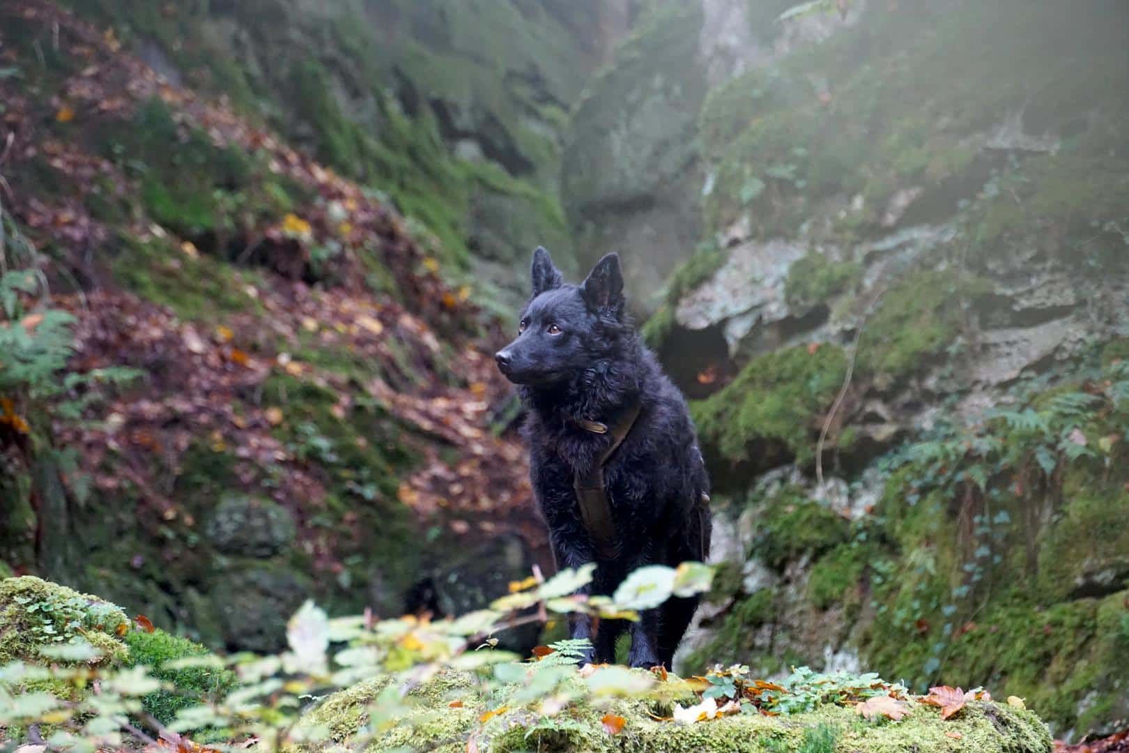 Hund Mullerthal Trail 