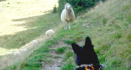 Mit Hund unterwegs - Tipps für den Tierkontakt bei Bergtouren