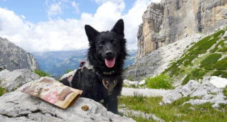 Mehrtagestouren: Die richtige Ernährung für den Hund
